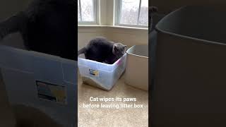 Cat wipes its paws before jumping out of litter box #cat #catlife #cats #funnycat