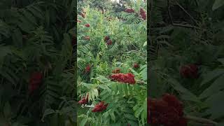 Staghorn Sumac | Sumac in Canada | Sumac | #Shorts