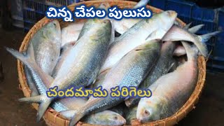 చిన్న చేపల పులుసు#Chinna Chepala Pulusu #Andhra Style #చందమామ పరిగలు పులుసు@Anusharamcherukuri