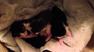 Tucking in the kittens, @ about 7 days old