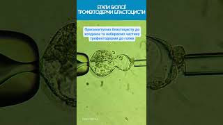 Stages of human blastocyst trophectoderm biopsy. Етапи біопсії трофектодерми бластоцисти людини #ivf