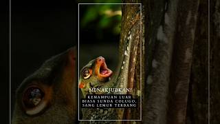 Menakjubkan! Kemampuan Luar Biasa Sunda Colugo #facts #faktaunik #hewan #pengetahuanhewan