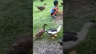 DUCK #viral #shorts