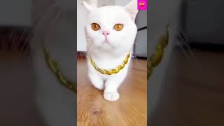 funny Cat 0.2# short #funny #shortvideo #@bestshorts188