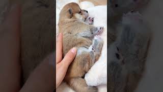 Time to sleep,kid #trending #cute #pupppy #viralvideo #love