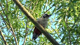 Dzięcioł duży - samica | Great spotted woodpecker - female | Большой пестрый дятел