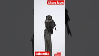 Duck/owl/and birds makes natural beuty