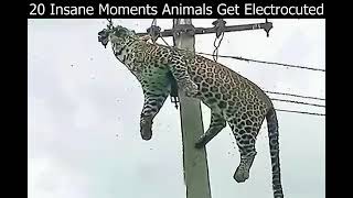 ANIMALS ELECTRECUTION ESCAPEBefore and After#shorts.#Youtubeshorts.#viral.#subscribe.#shortsvideo.