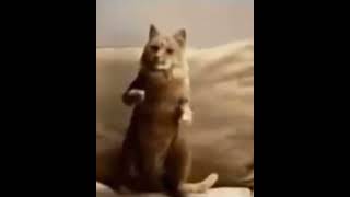 кот чувствует #кот #чувства #мем #прикол #shorts #shortsvideo