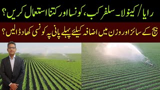 Sulfur Need of Rapeseed/Mustard | Best Fertilizer Plan at First Irrigation | Cyber Agri Extension |