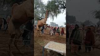 Camel long jumping