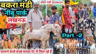 सस्ते रेट में खरीदे पालने वाले बच्चे |30/06/24 |Part 2 |Mandi Rate |Nimbu Park Bakra mandi