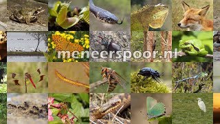 Youtube trailer 2017 - video compilation / small documentary containing over 28 species