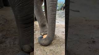 Фантастические твари в TikTok Elephant