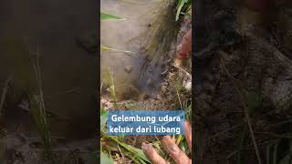 gelembung udara keluar dari lubang #mancing #ngurekbelut #belut #mancingbelut