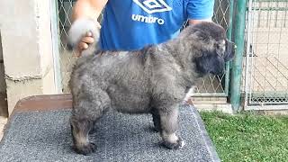 Caucasian shepherd puppy 7weeks old