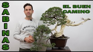 SABINAS EN BONSAI. POR EL BUEN CAMINO.