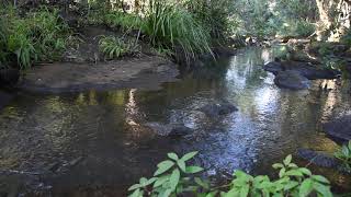 Platypus - Tucki Tucki Creek