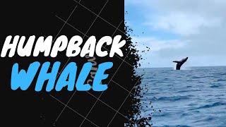 Humpback Whale Breach: A Magical Moment on Our Scuba Diving Boat Tour in Kauai