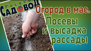 Огород в мае. Посевы и высадка рассады