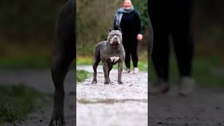 Subscribe 👍 !! World friendly and Horrible American bully Pets Adam #Shorts