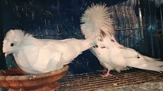 fancy pigeons, potter,kobutor