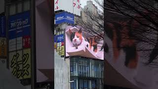 3D cat in Tokyo