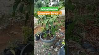 Sumber oksigen untuk kehidupan manusia #bertanambuah #petani #keluargapetani