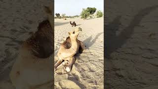 Desert camel at Thar|white Desert #trending #viral #shorts