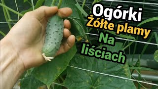 Ogórki - maczniak rzekomy? żółte plamy na ogórkach