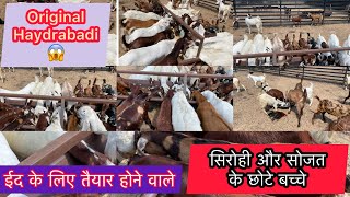 ईद के लिए तैयार होने वाले सिरोही और सोजत के छोटे बच्चे || sirohi and sojat kids for bakra eid