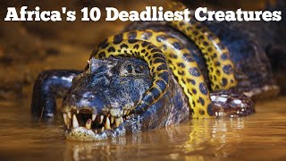 Africa's 10 Deadliest Creatures Exposed