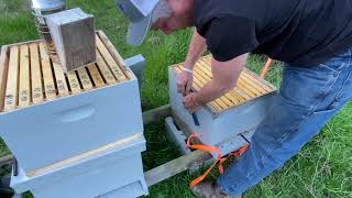 Late Winter Hive Inspection