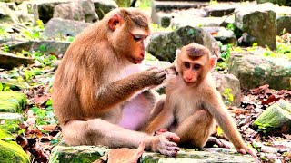 Lovely Moment..!! Auntie Monkey Luna help grooming to Baby LEO, Where is Poor Baby Luno...?