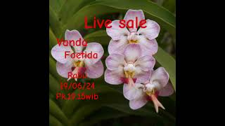 Live sale Vanda foetida.