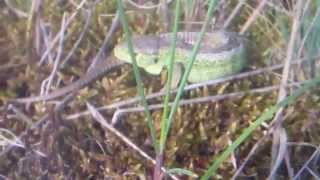 Rustgevende Koninginnedag met Lacerta agilis