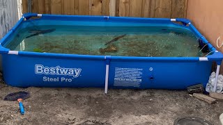 My *317 GALLON* FISH pool pond build!