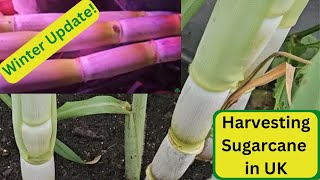 Harvesting Sugarcane in the UK - Winter Update