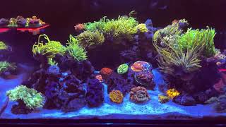 Innovative Marine 25 Lagoon Reef Tank Aquarium