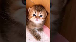 Cute Kitten 😸😻#cat #kitten #shorts #cute #beautiful #cats #pets