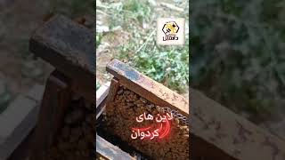 لاین کردوان زنبور عسل