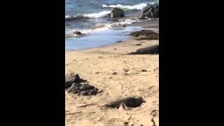 Elephant seal mounts a younger seal.