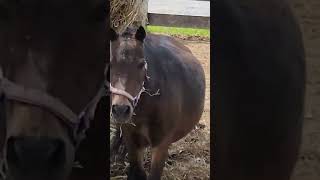 🐴🌍"Meet Brownie: The most confident horse in the world"#brown horse #confident horse #horse video