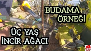 Üç yaş Burdur Bucak Melli inciri budama, detaylarıyla (3 year old fig pruning)