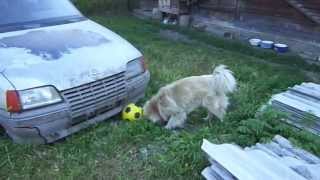 My dog playing with a ball