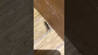 House Centipede (Scutigera coleoptrata). March 12th 2024.