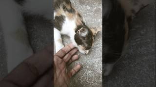 cat video | Video of Cats Meowing | funny cat videos on youtube | cat entertainment video #kitten