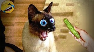 Funny Pets That Will Make Your Day Brighter 😂😘 Funny Videos Compilation 😸😻