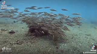 Group of Catfish and te awareness Diver