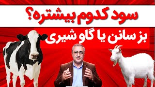 بز سانن شیری یا گاو شیری؟Which one is more profitable to breed dairy goats or dairy cows?